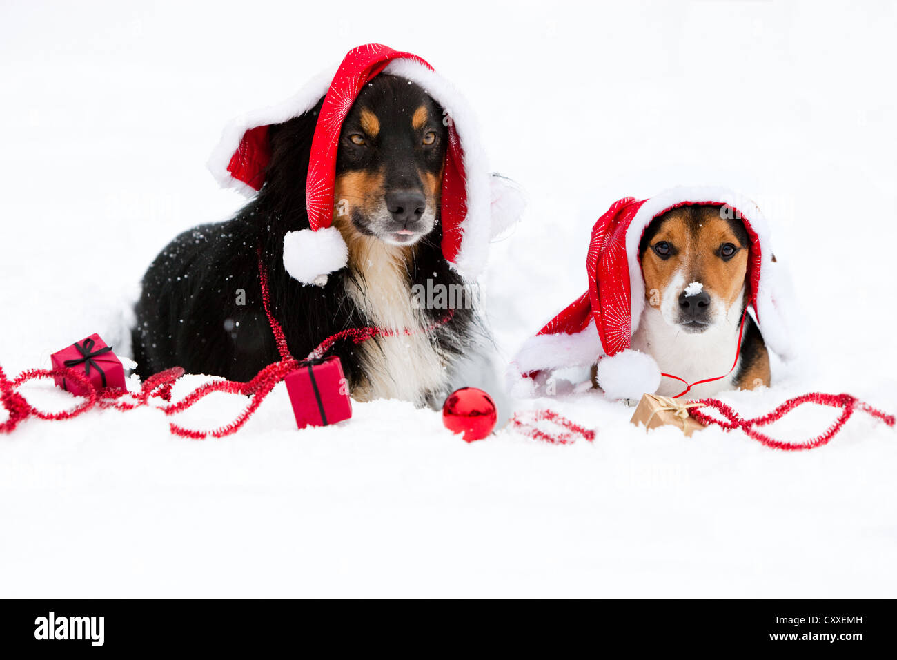 Australian Shepherd und Jack Russell mit Santa Mütze und Weihnachtsschmuck liegen im Schnee, Nord-Tirol, Österreich, Europa Stockfoto