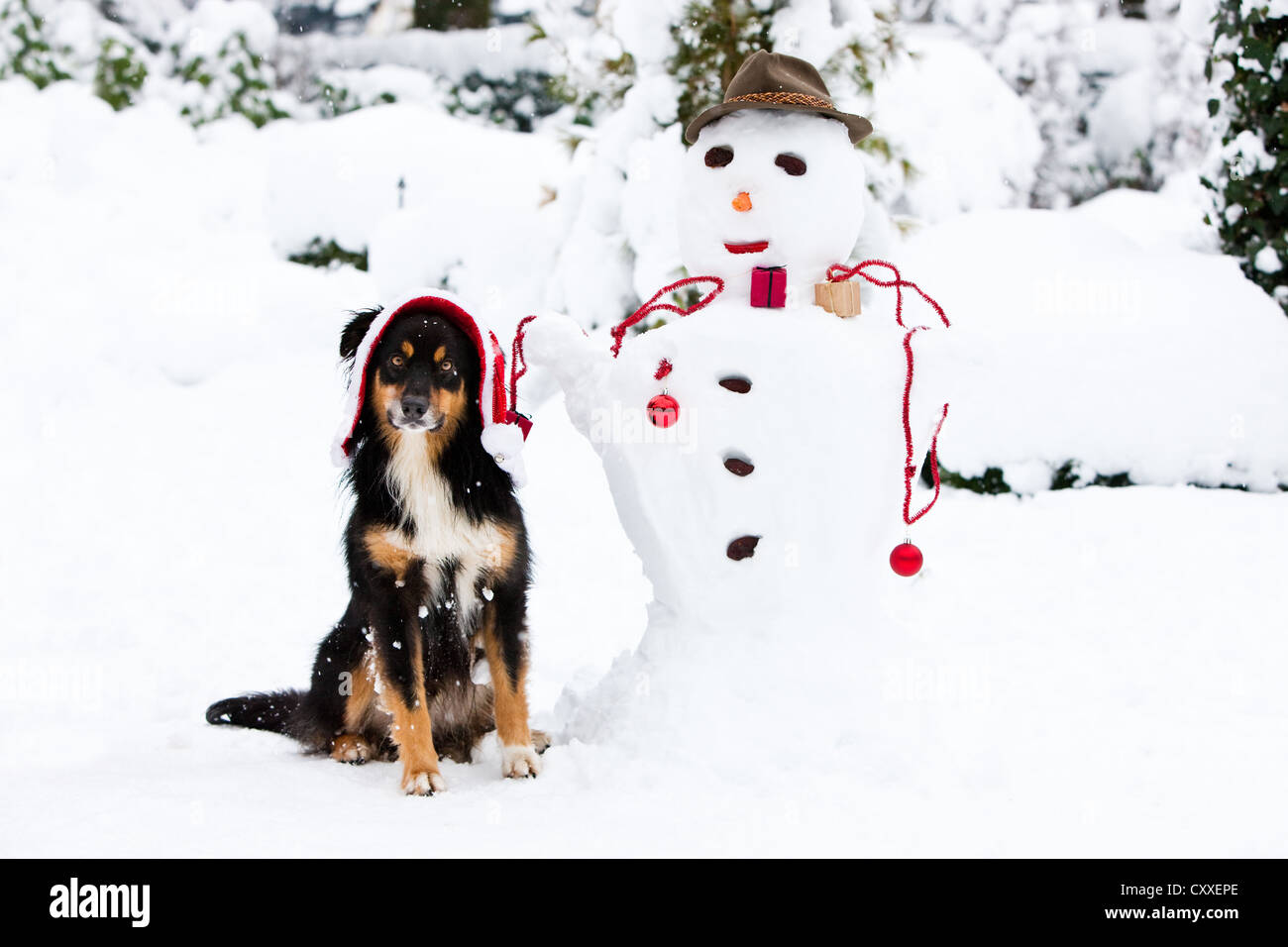 Australian Shepherd mit Weihnachten Kappe sitzt neben einem Schneemann mit Weihnachtsschmuck im Schnee, Nord-Tirol, Österreich Stockfoto