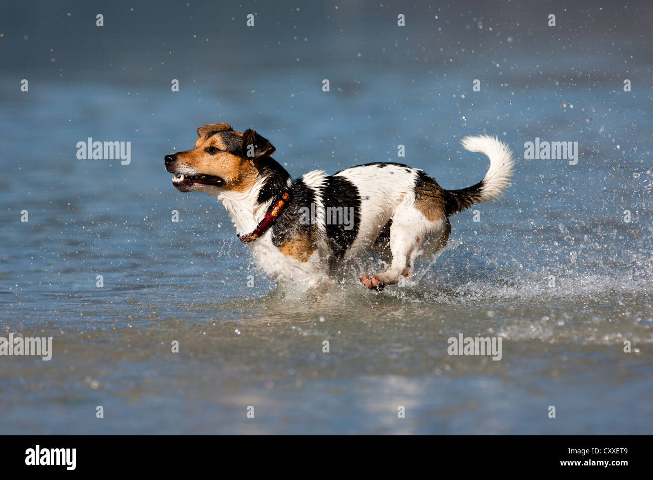 Jack Russell Terrier Jumping In Stockfotos und bilder Jack Russell Terrier springen in Wasser, Nord Tirol