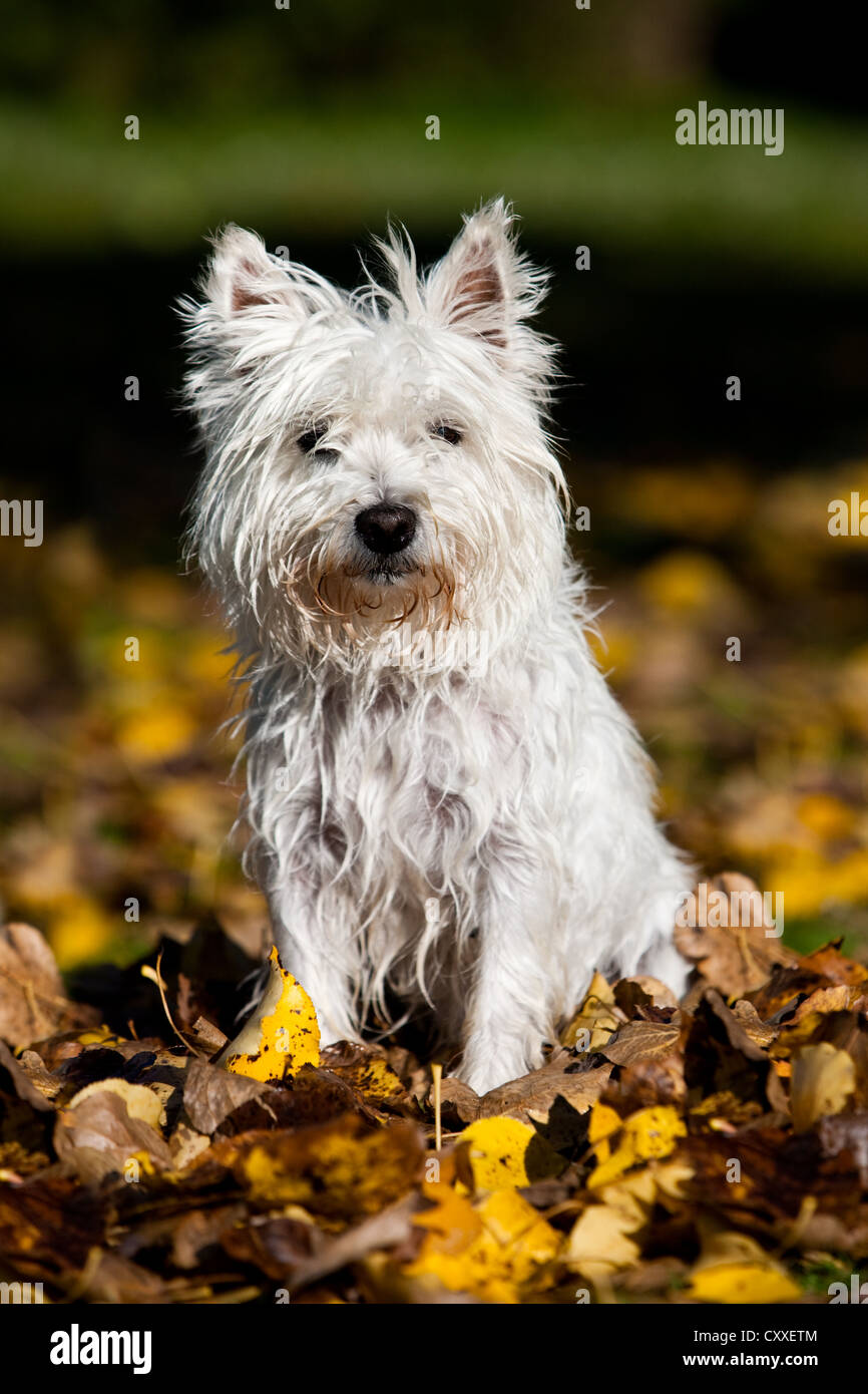 West Highland Terrier sitzen im Herbstlaub, Nord-Tirol, Österreich, Europa Stockfoto