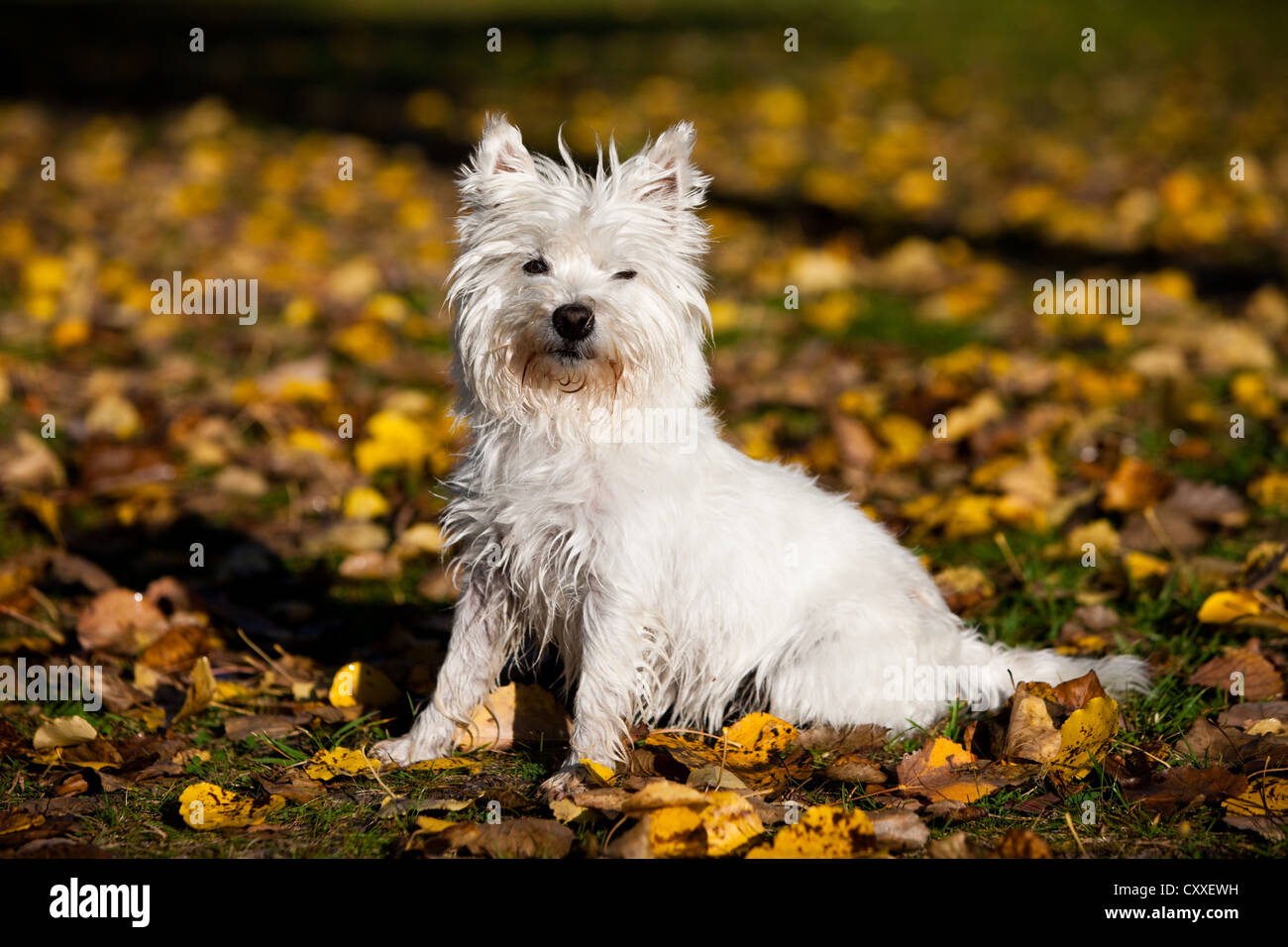 West Highland Terrier sitzen im Herbstlaub, Nord-Tirol, Österreich, Europa Stockfoto
