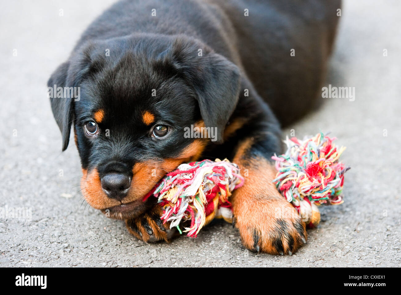 Rottweiler Welpen Kauen auf ein Spielzeug, Nord-Tirol, Österreich, Europa Stockfoto