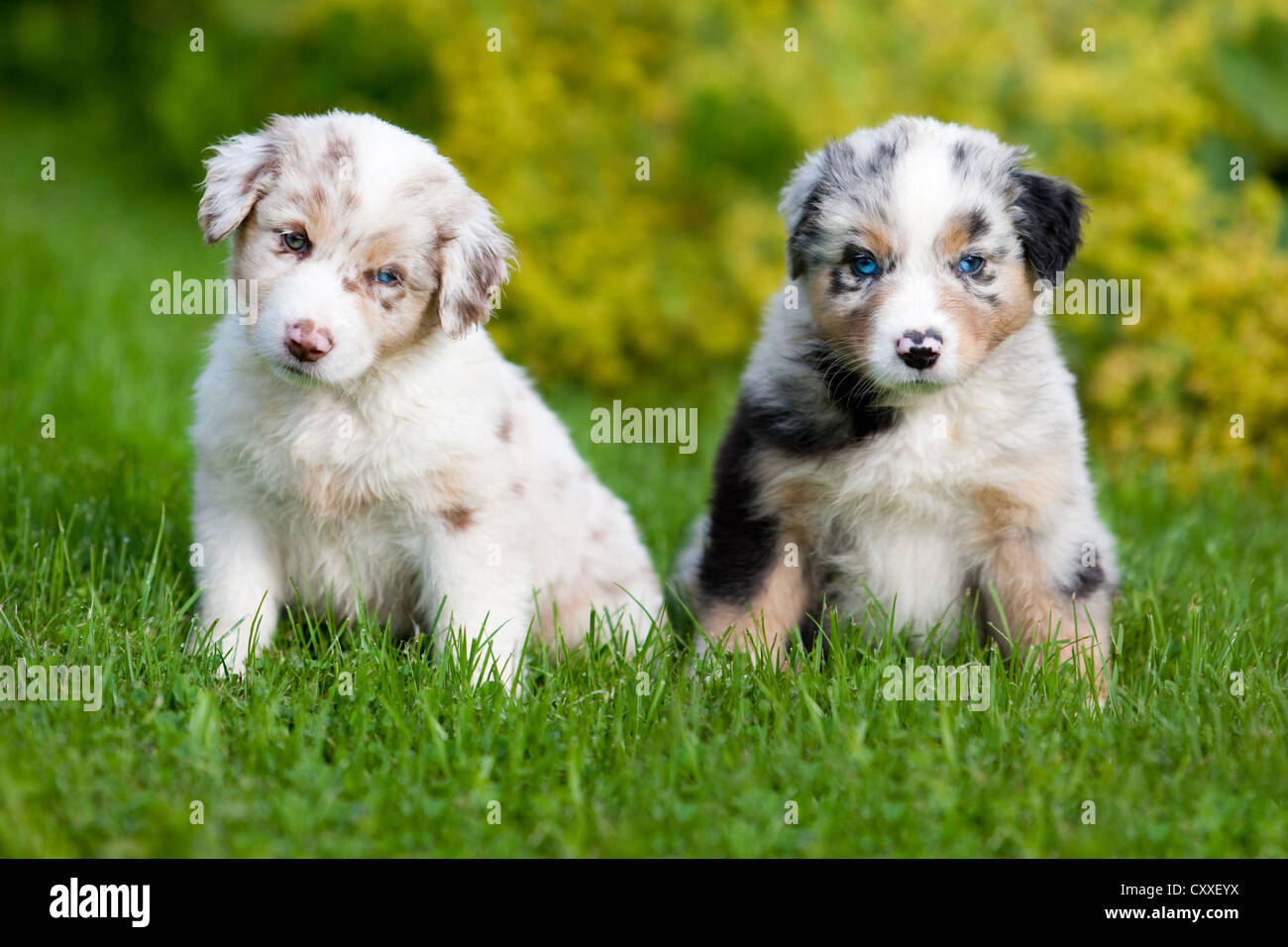 Australian Shepherds, Welpen sitzen in einer Wiese, nördlichen Tirol, Österreich, Europa Stockfoto