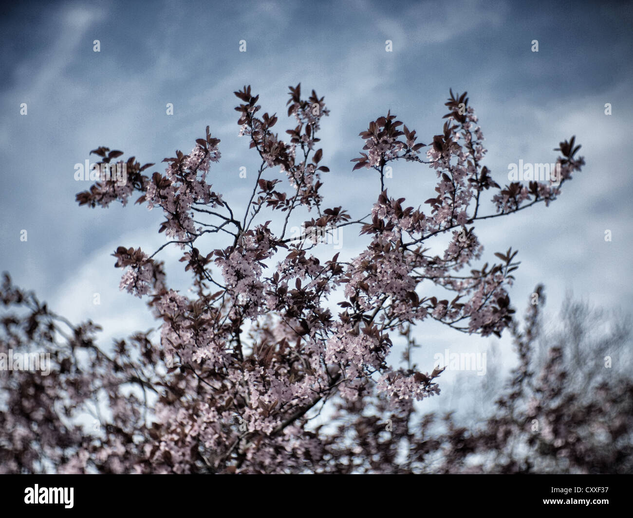 Kirschpflaume oder lila Blatt Pflaume (Prunus Cerasifera Nigra), blühender Baum Stockfoto