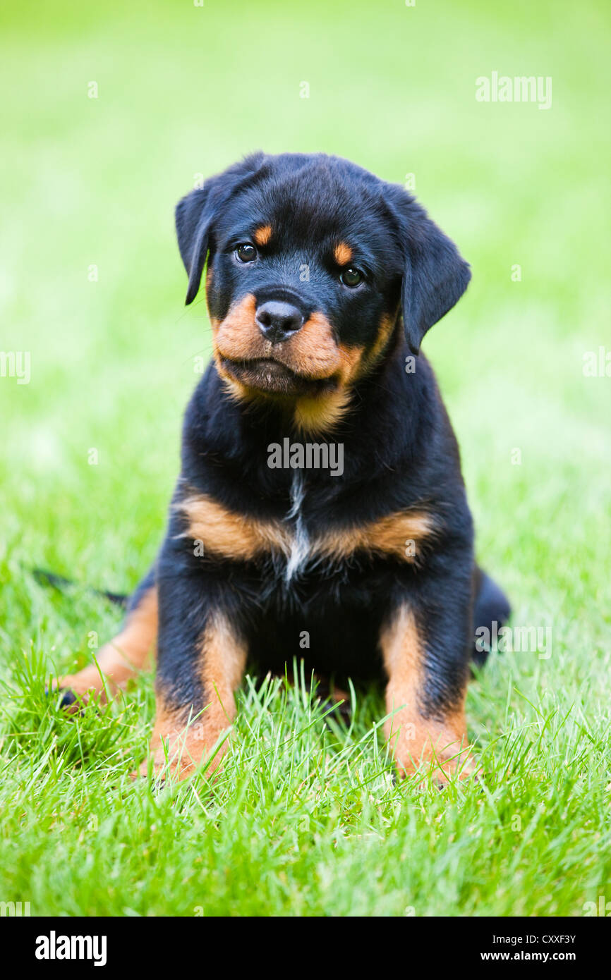 Rottweiler dog sitting meadow -Fotos und -Bildmaterial in hoher Auflösung –  Alamy