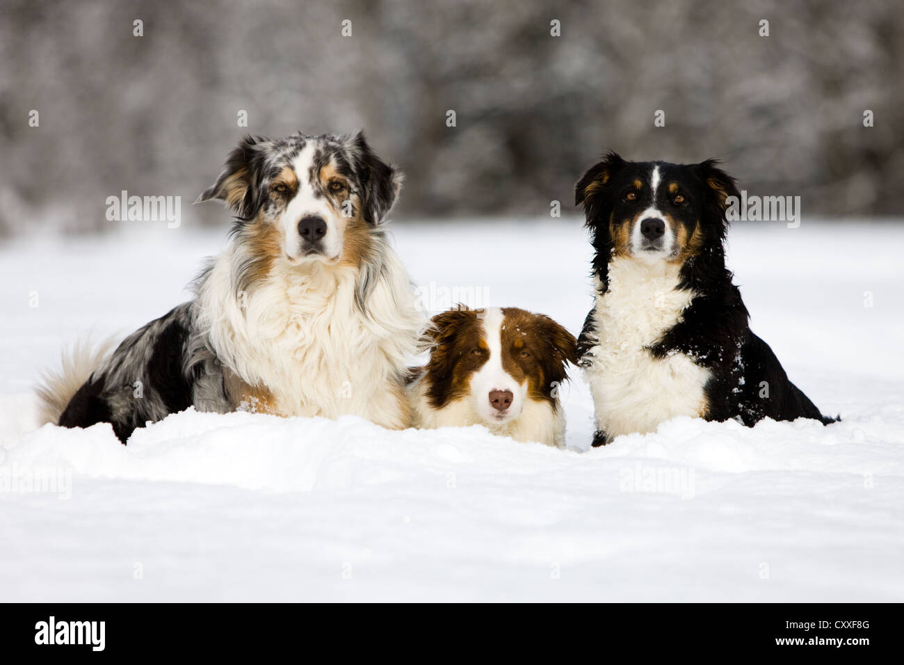 Australian Shepherds liegen im Schnee, nördlichen Tirol, Österreich, Europa Stockfoto