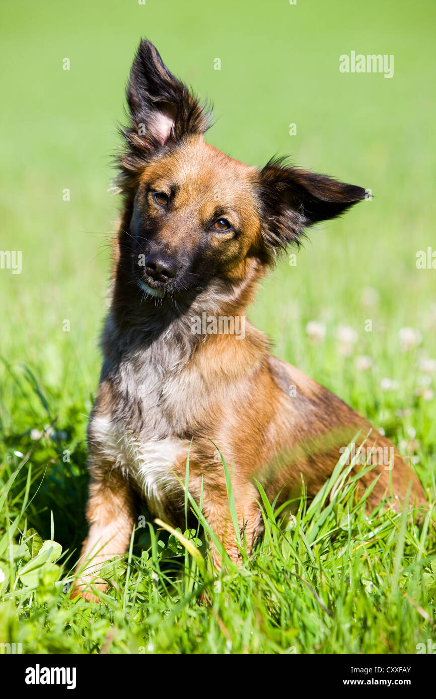 Mischlingshund auf einer Wiese, Nord-Tirol, Österreich, Europa Stockfoto