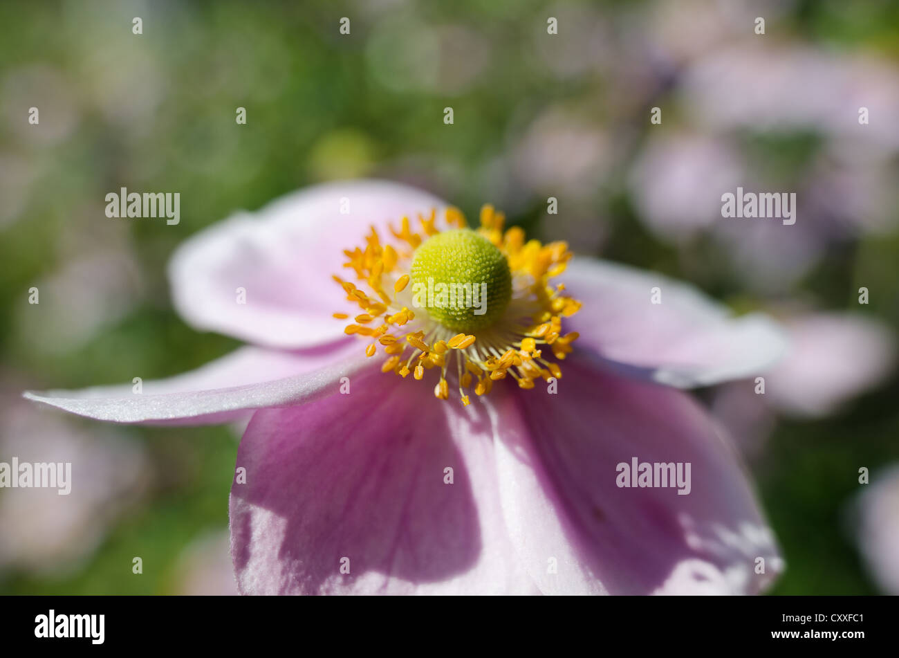 Japanische Anemone Anemone Hupehensis reifen Pflanzen an sonnigen Tag genannt Stockfoto