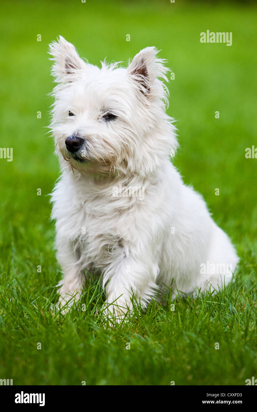 West highland terrier sitting in -Fotos und -Bildmaterial in hoher  Auflösung – Alamy