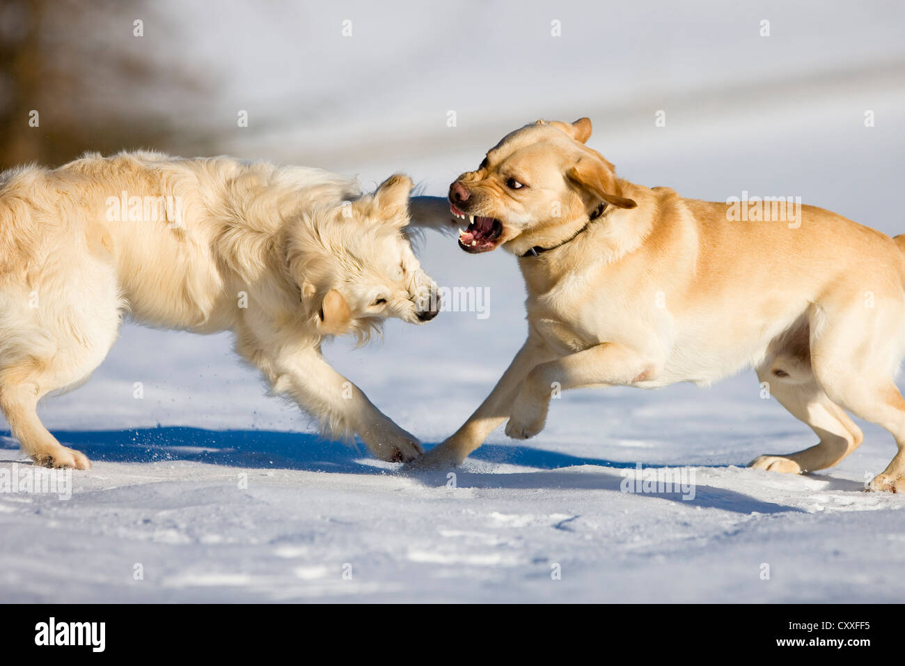 Golden Retriever und ein Labrador scharrt im Schnee, Nord-Tirol, Österreich, Europa Stockfoto