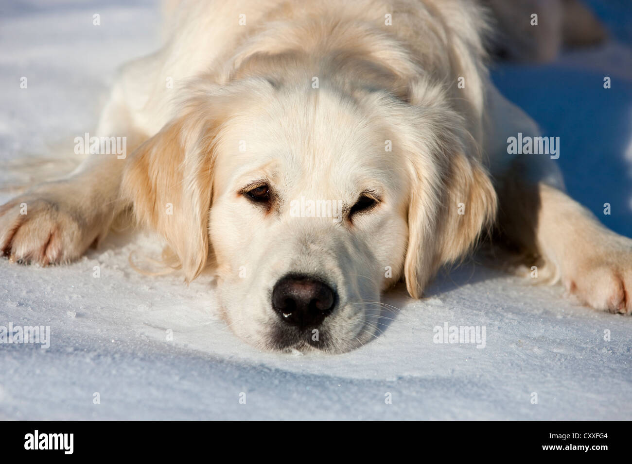 Golden Retriever, liegend im Schnee, Nord-Tirol, Österreich, Europa Stockfoto