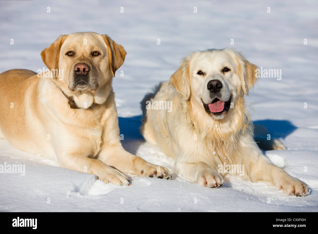 Golden Retriever und ein Labrador liegend im Schnee, Nord-Tirol, Österreich, Europa Stockfoto