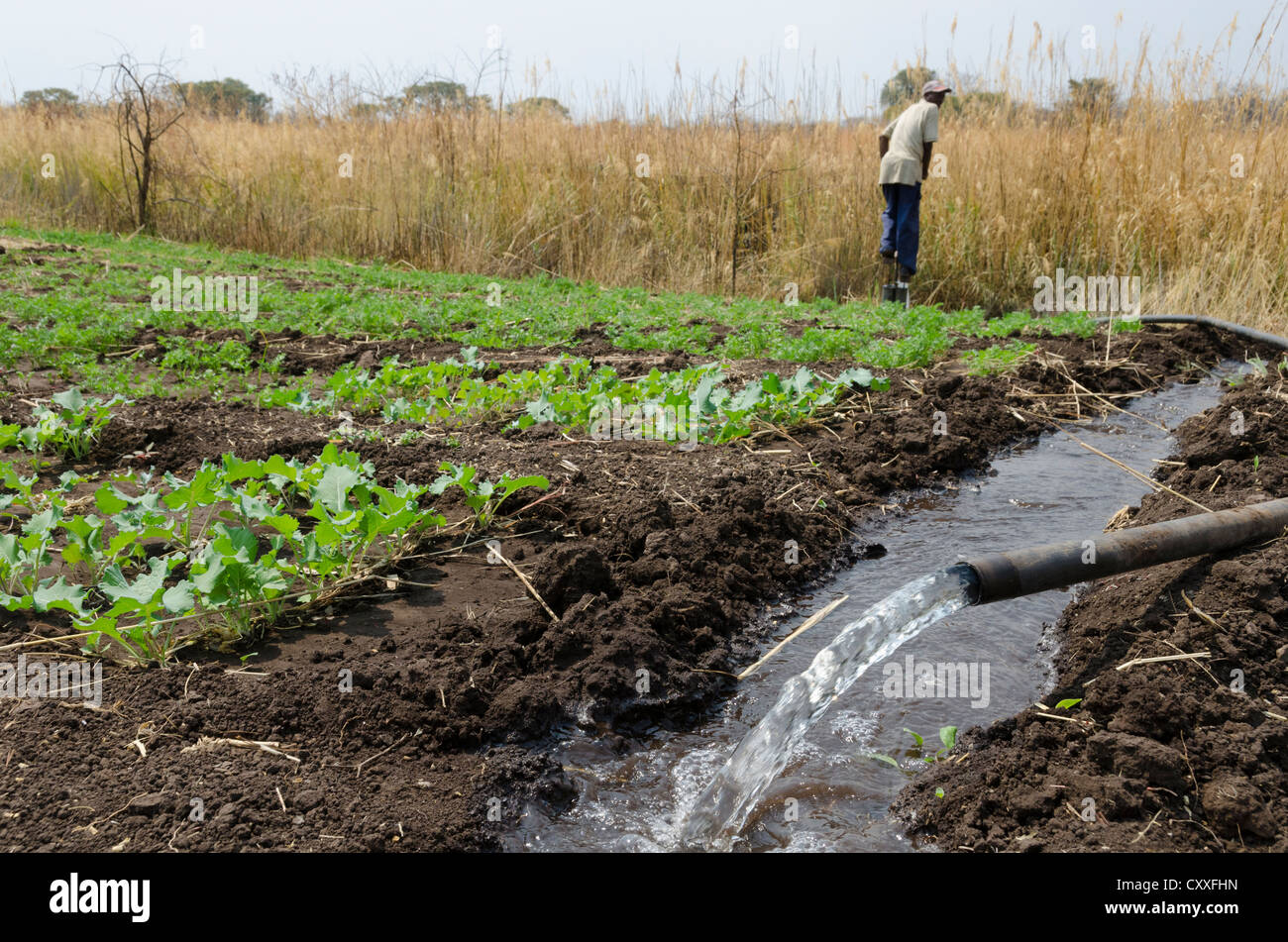 Kleinbäuerliche Bauer sein Feld mit einem Pedal Pumpe bewässern. Livingstone-Bereich. Sambia. Stockfoto