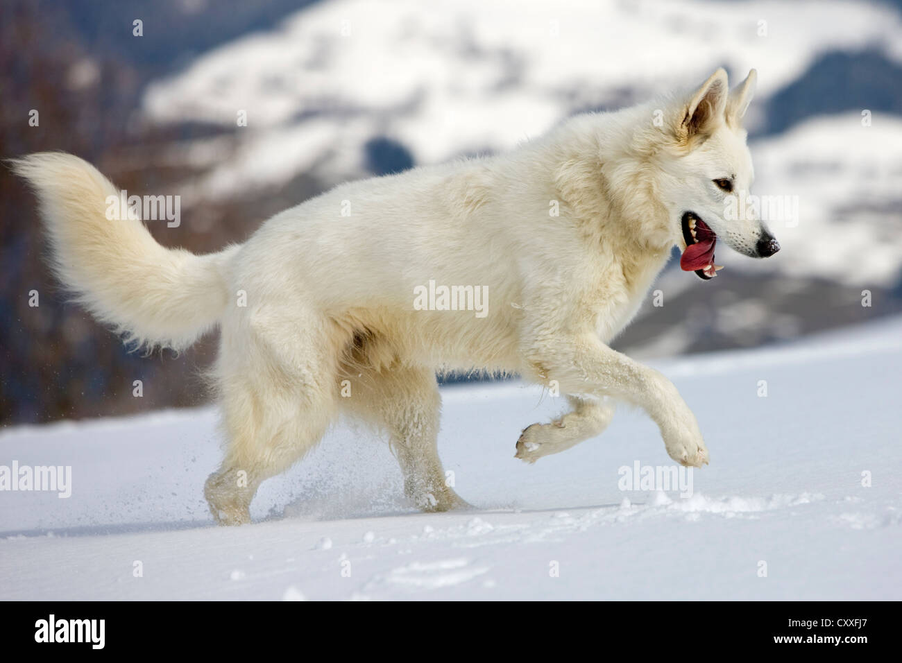 Weißer Schweizer Schäferhund-Hund läuft auf Schnee, Nord-Tirol, Österreich, Europa Stockfoto