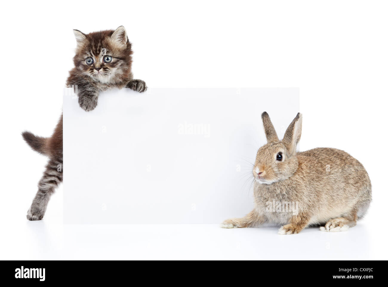 Katze und Hase mit leeren weißen Karton Stockfoto