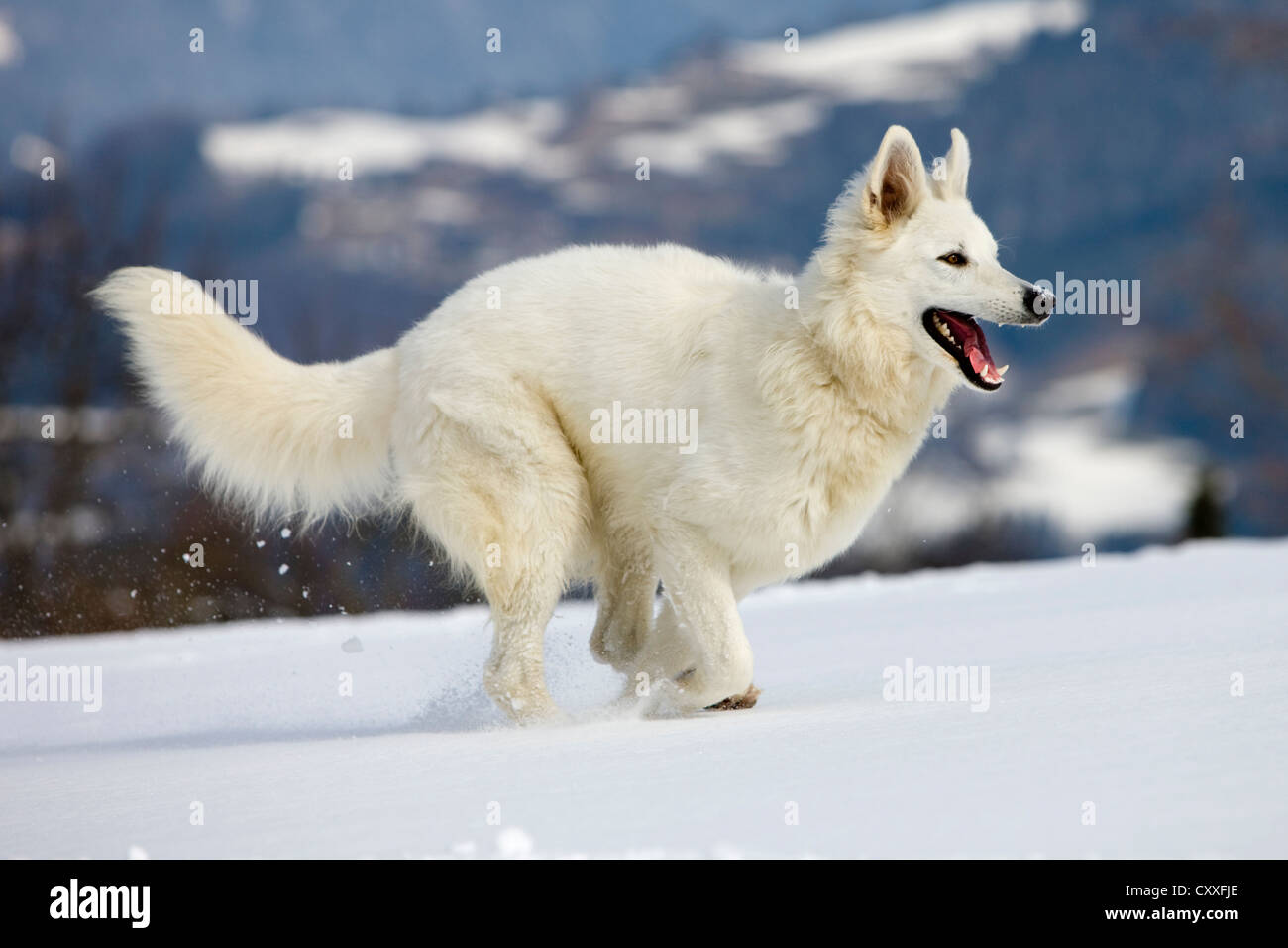 Weißer Schweizer Schäferhund-Hund läuft auf Schnee, Nord-Tirol, Österreich, Europa Stockfoto