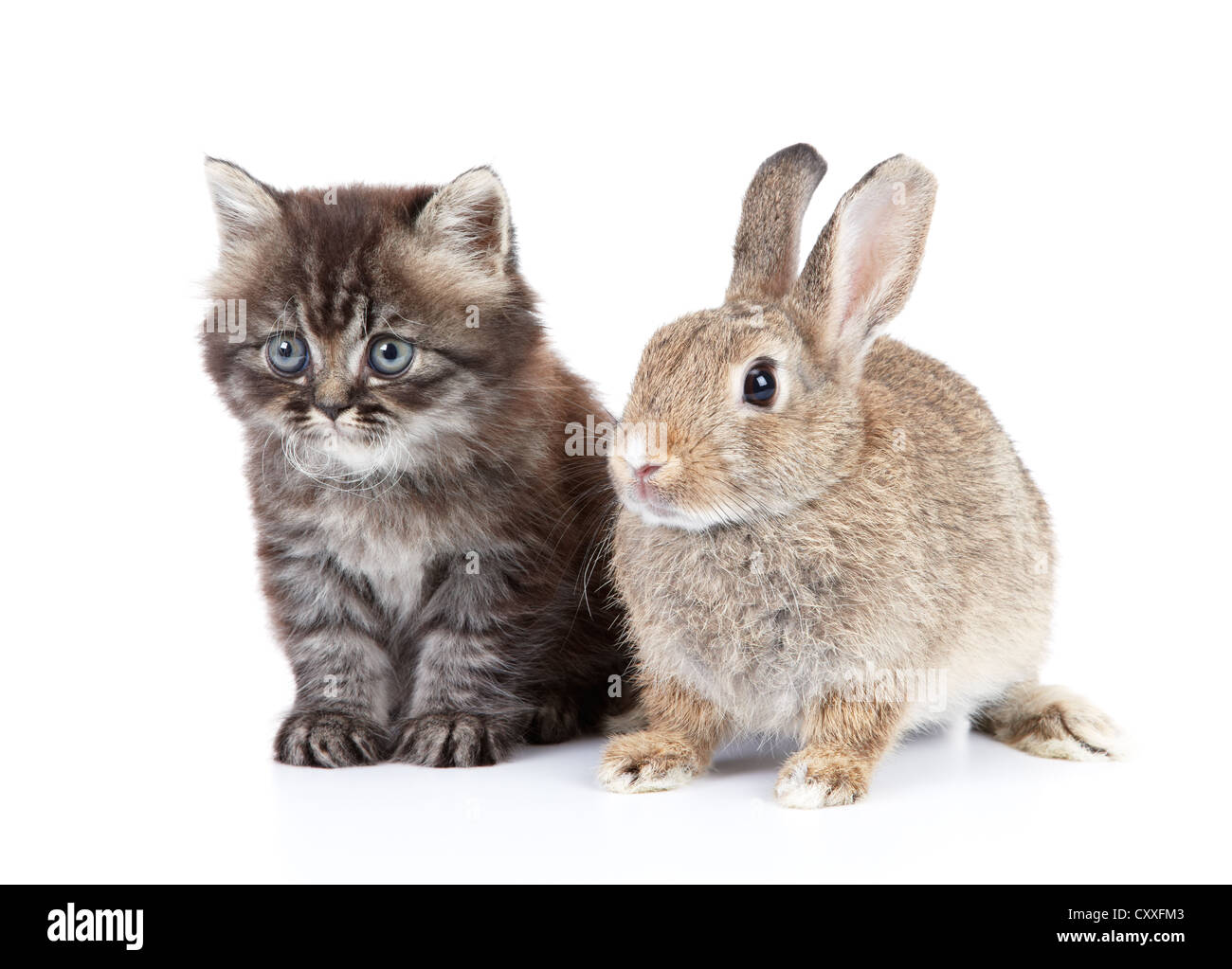 Katze und Kaninchen isoliert auf weißem Hintergrund Stockfoto