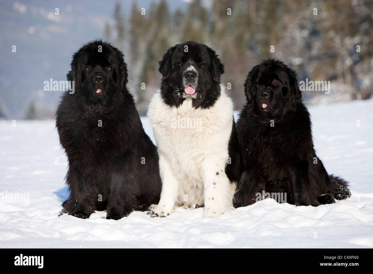 Drei Neufundländer sitzen im Schnee, Nord-Tirol, Austria, Europe, nicht exklusive Nutzung: Kalender, WORLDWIDE, 2014 Stockfoto