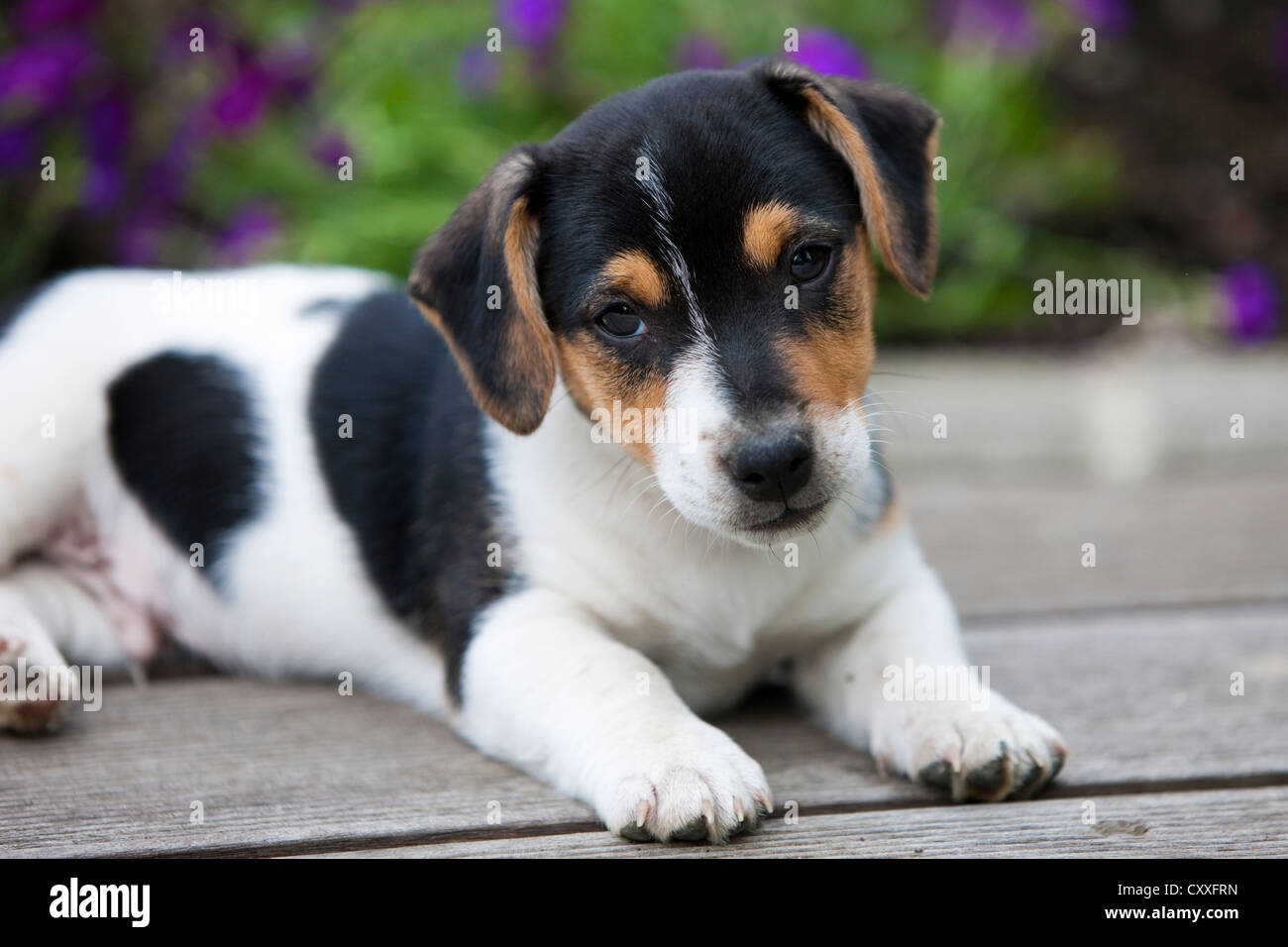Jack Russell Terrier, Welpe, liegend auf Holzboden, Tirol, Österreich, Nordeuropa Stockfoto
