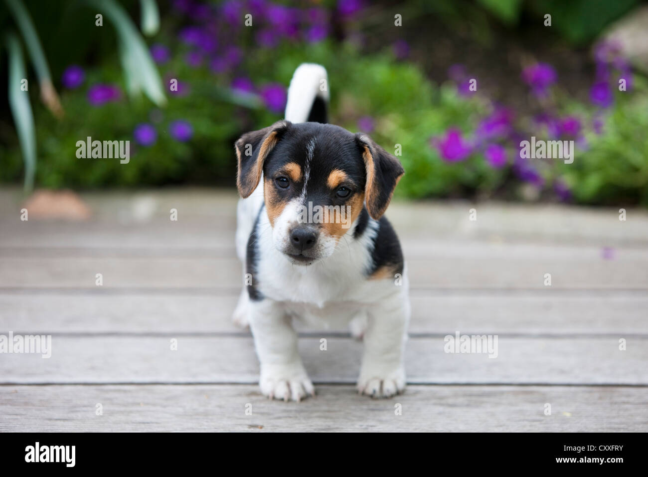 Jack Russell Terrier, Welpe, stehend auf Holzboden, Norden, Tirol, Österreich, Europa, nicht exklusive Nutzung: Kalender, weltweit Stockfoto