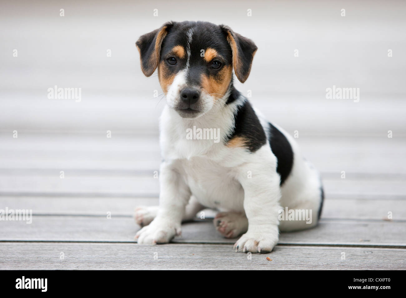 Jack Russell Terrier, Welpen sitzen auf Holzboden, Norden, Tirol, Österreich, Europa, nicht exklusive Nutzung: Kalender, weltweit Stockfoto