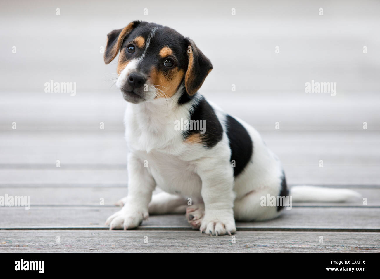 Jack Russell Terrier, Welpen sitzen auf Holzboden, Tirol, Österreich, Nordeuropa Stockfoto