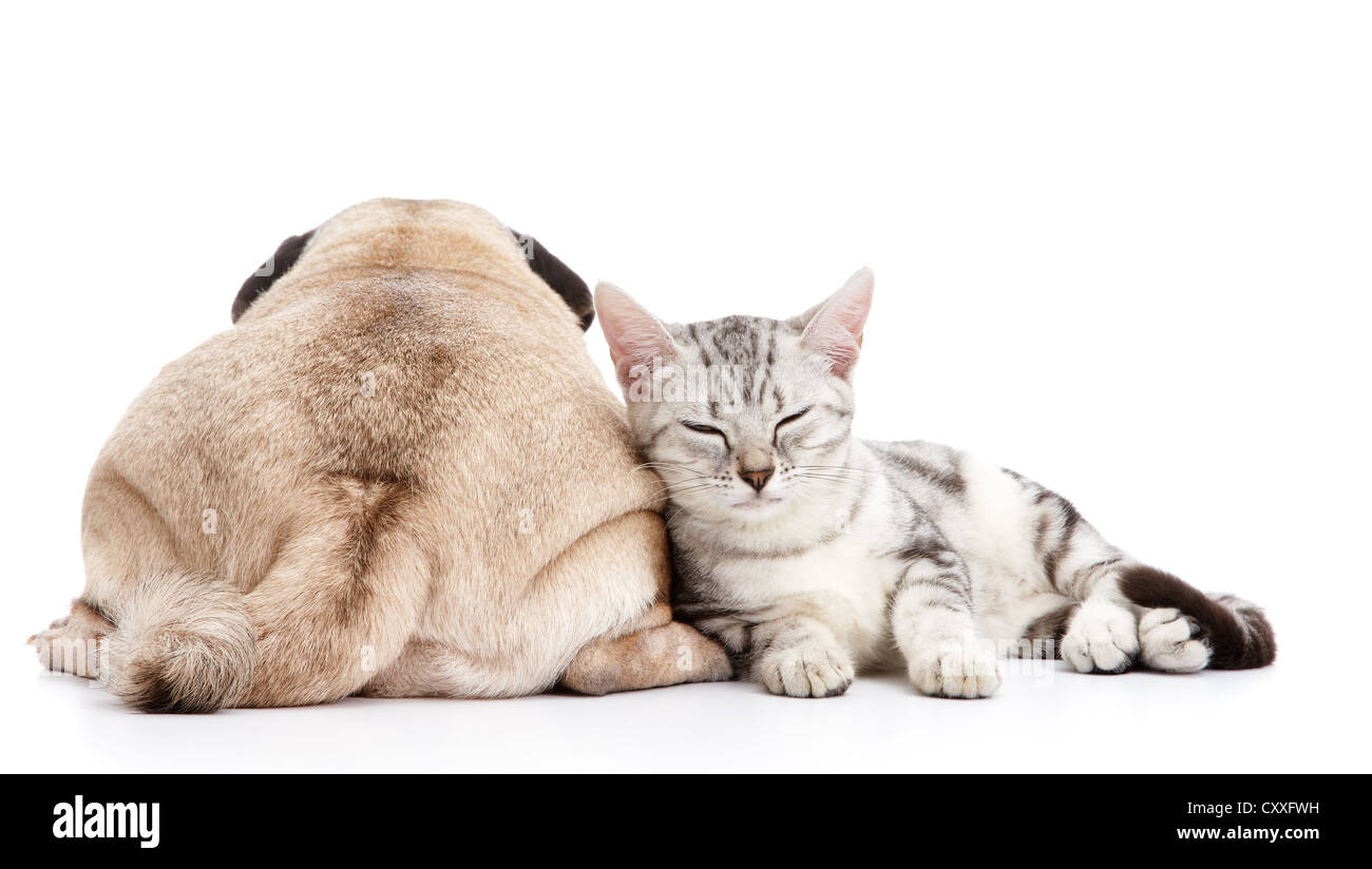 Hund und Katze isoliert auf weißem Hintergrund Stockfoto