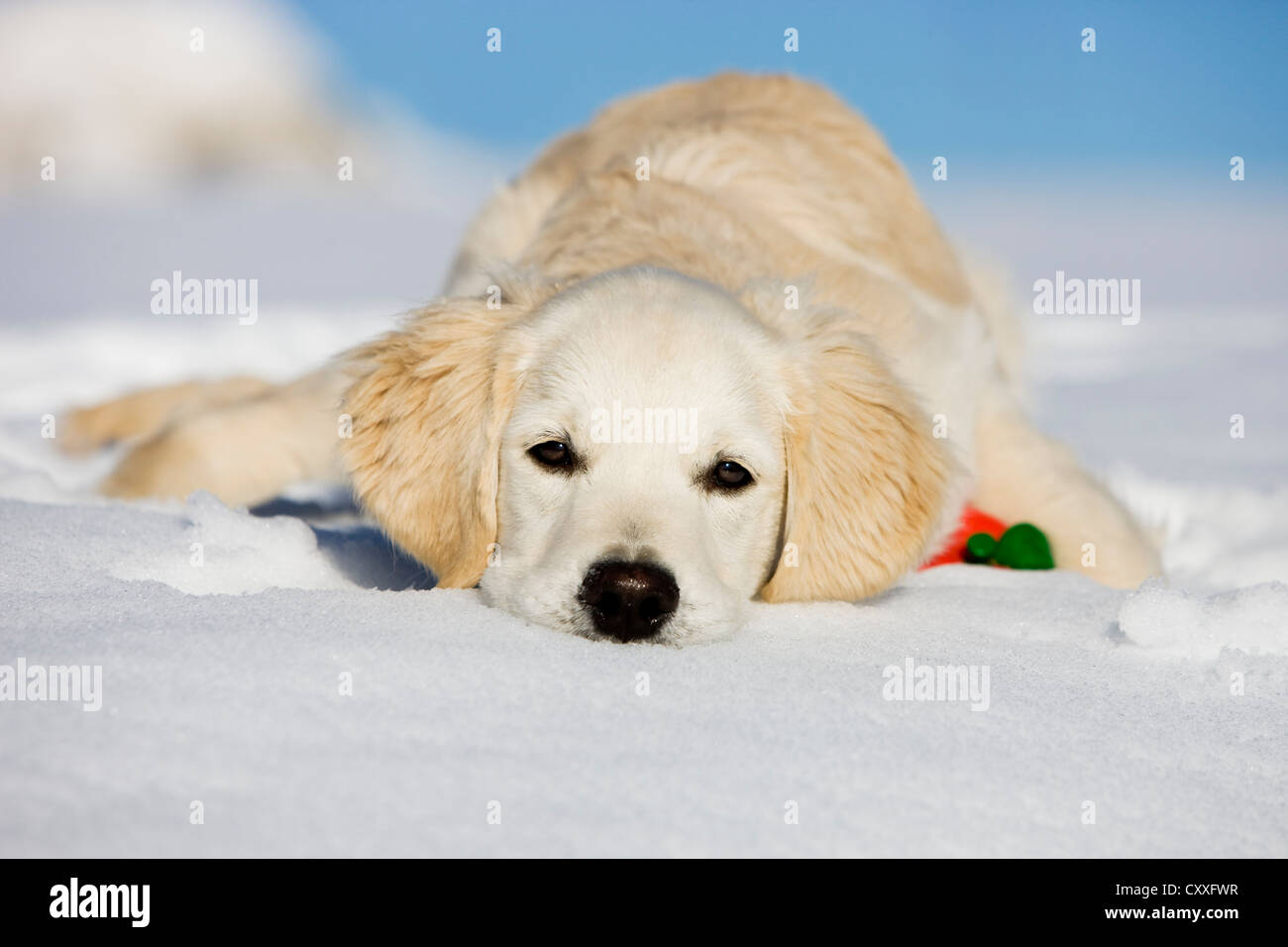 Golden Retriever, junger Hund liegen im Schnee, nördlichen Tirol, Österreich, Europa Stockfoto