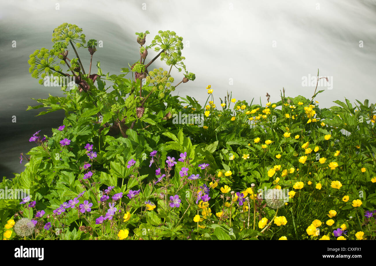 Ranunkeln (Ranunculus acris) und Wiese cranesbill (Geranium pratense) an ein Torrent, joekulsárgljúfur National Park, Island Stockfoto