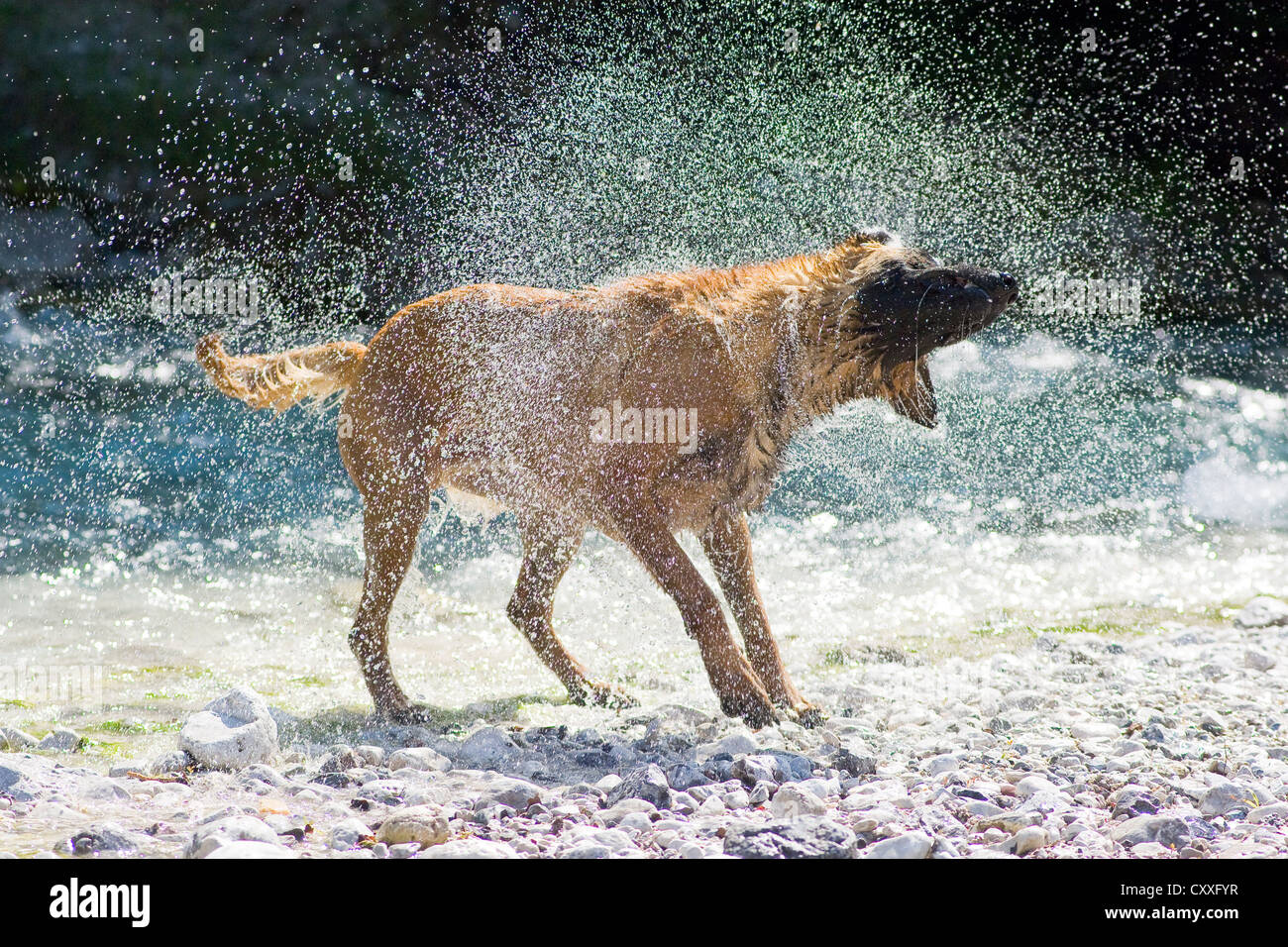 Belgischer Schäferhund oder Malinois schütteln seinen nassen Pelz, Nord-Tirol, Österreich, Europa Stockfoto