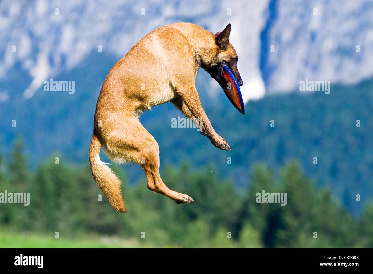 Belgischer Schäferhund oder Malinois Fang ein Frisbee in der Luft, Nord-Tirol, Österreich, Europa Stockfoto