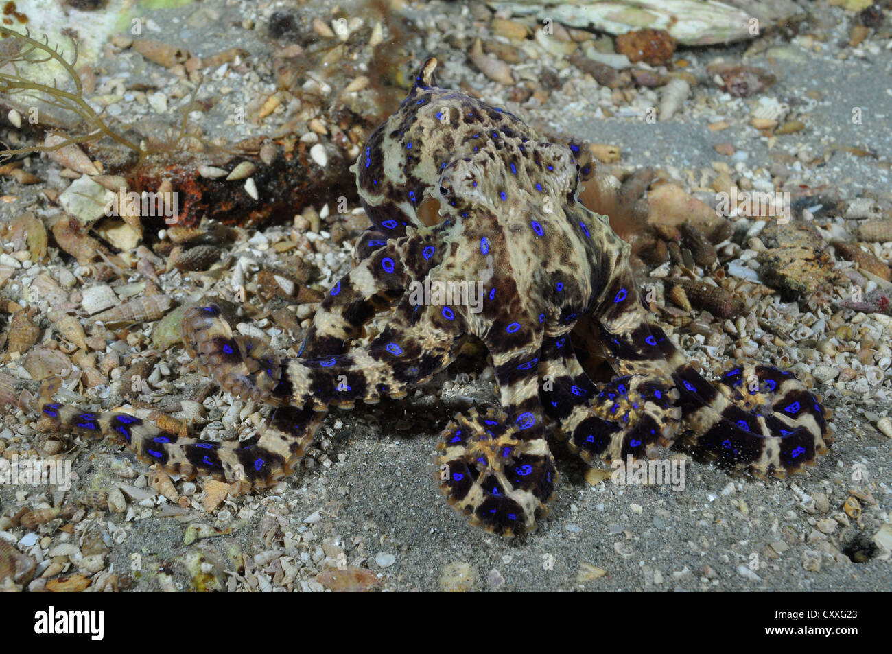 Blau geringelten Oktopus. Stockfoto