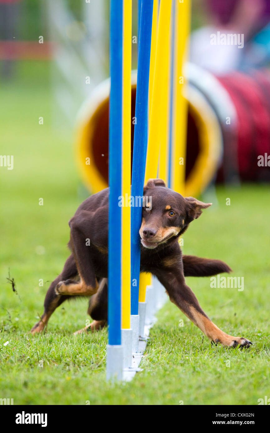 Australian Kelpie, ausgeführt durch einen Slalom in einem Agilität Track, Nord-Tirol, Österreich, Europa Stockfoto