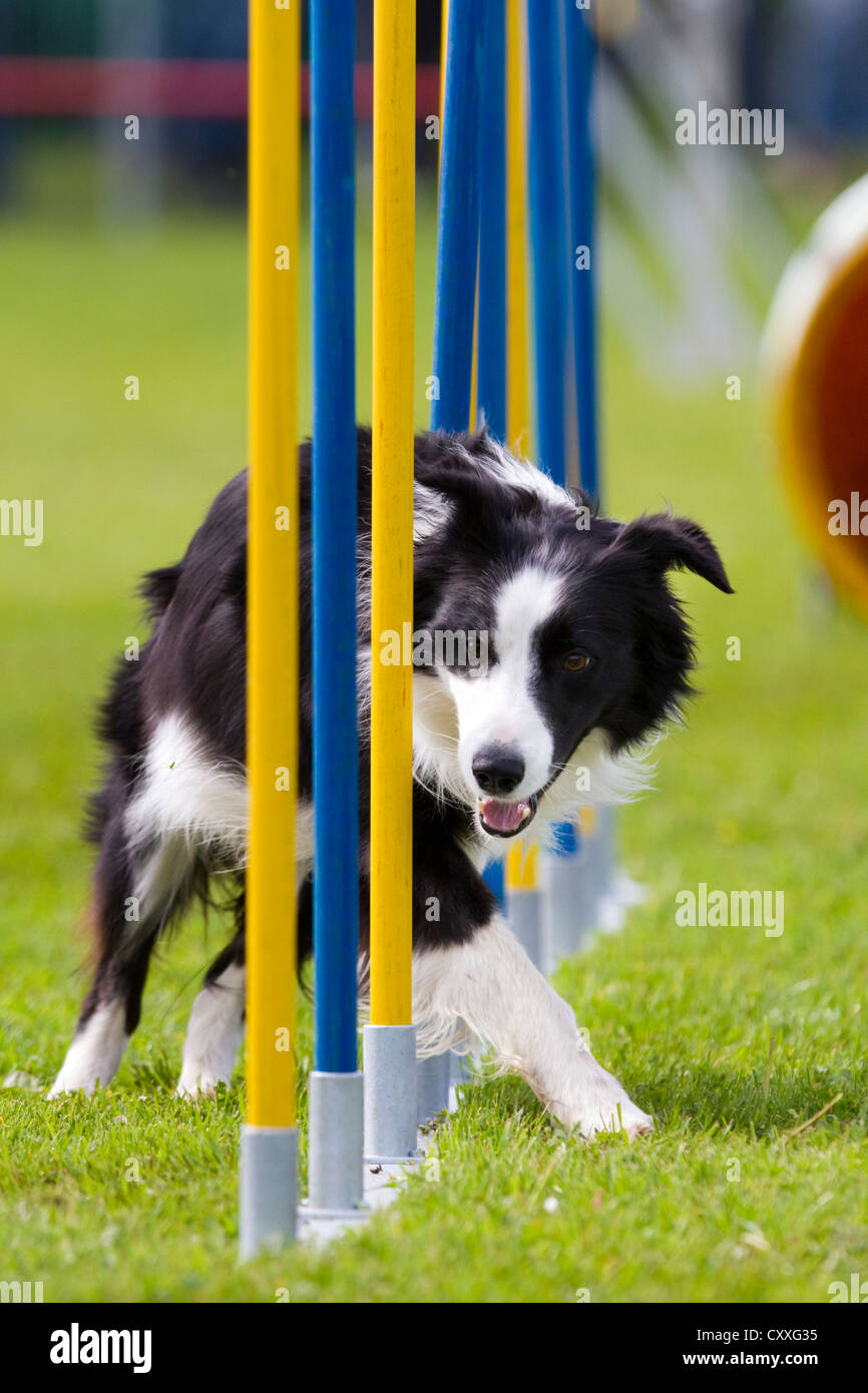 Border Collie läuft durch einen Slalom in einem Agilität Track, Nord-Tirol, Österreich, Europa Stockfoto
