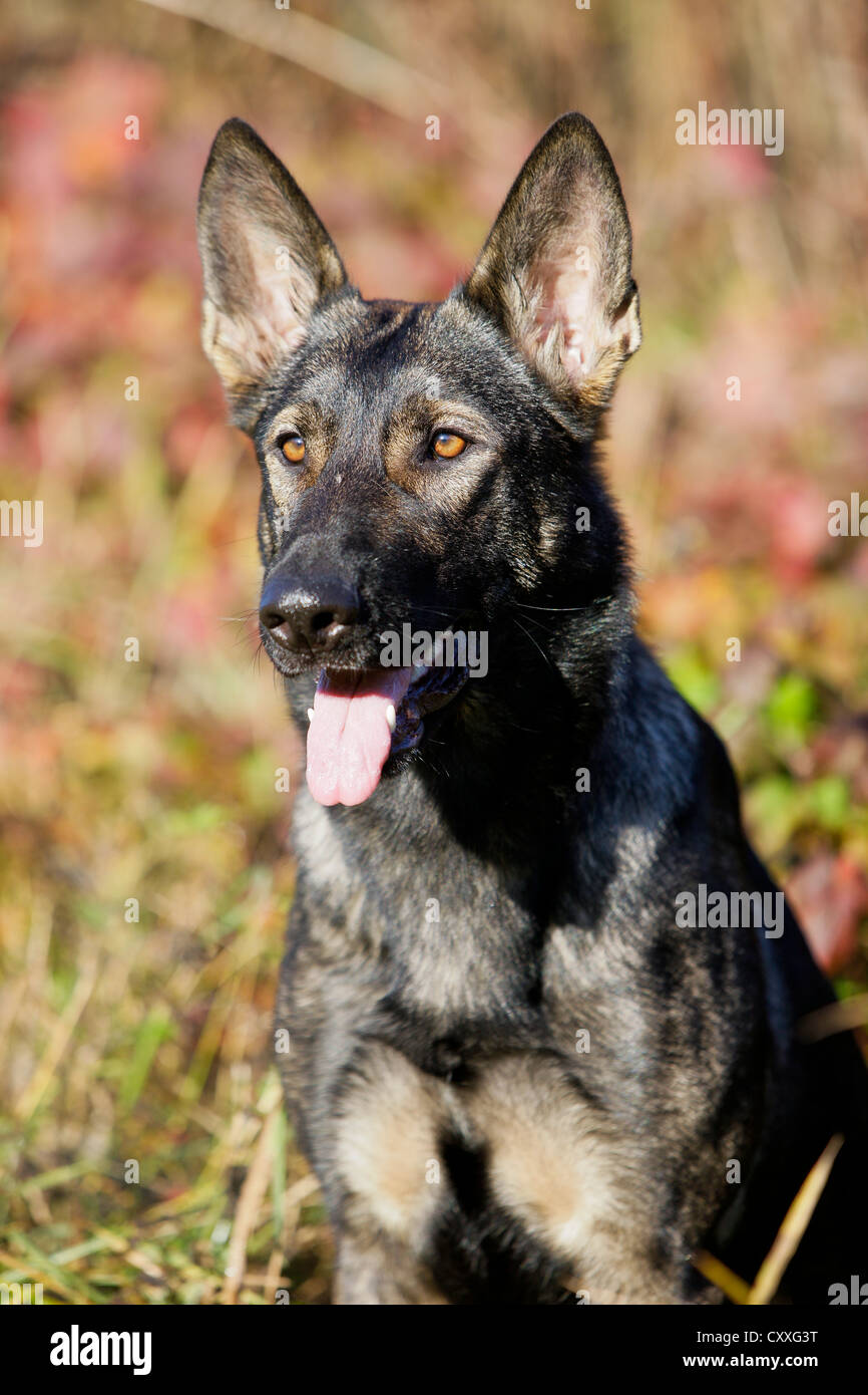 Deutscher Schäferhund, sitzend, Nord-Tirol, Austria, Europe Stockfotografie  - Alamy