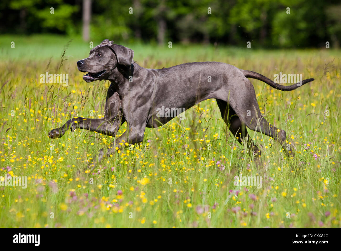 Deutsche Dogge quer über eine Wiese, Nord-Tirol, Österreich, Europa Stockfoto