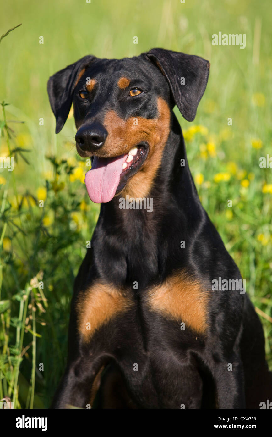 Deutsche Pinscher, Porträt, Oberösterreich, Österreich Stockfoto