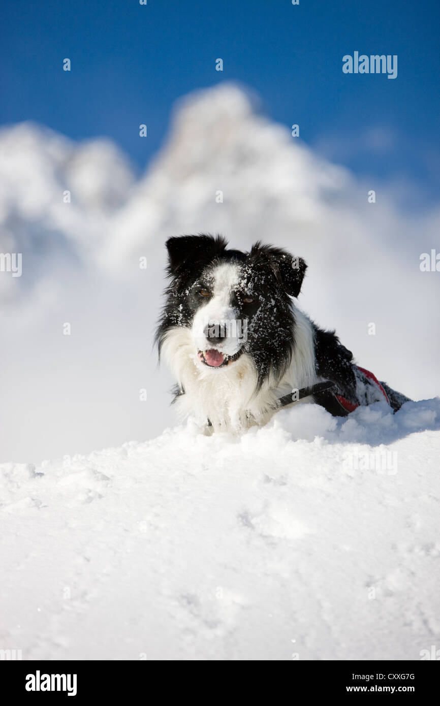 Border Collie, liegend im Schnee, Nord-Tirol, Österreich, Europa Stockfoto