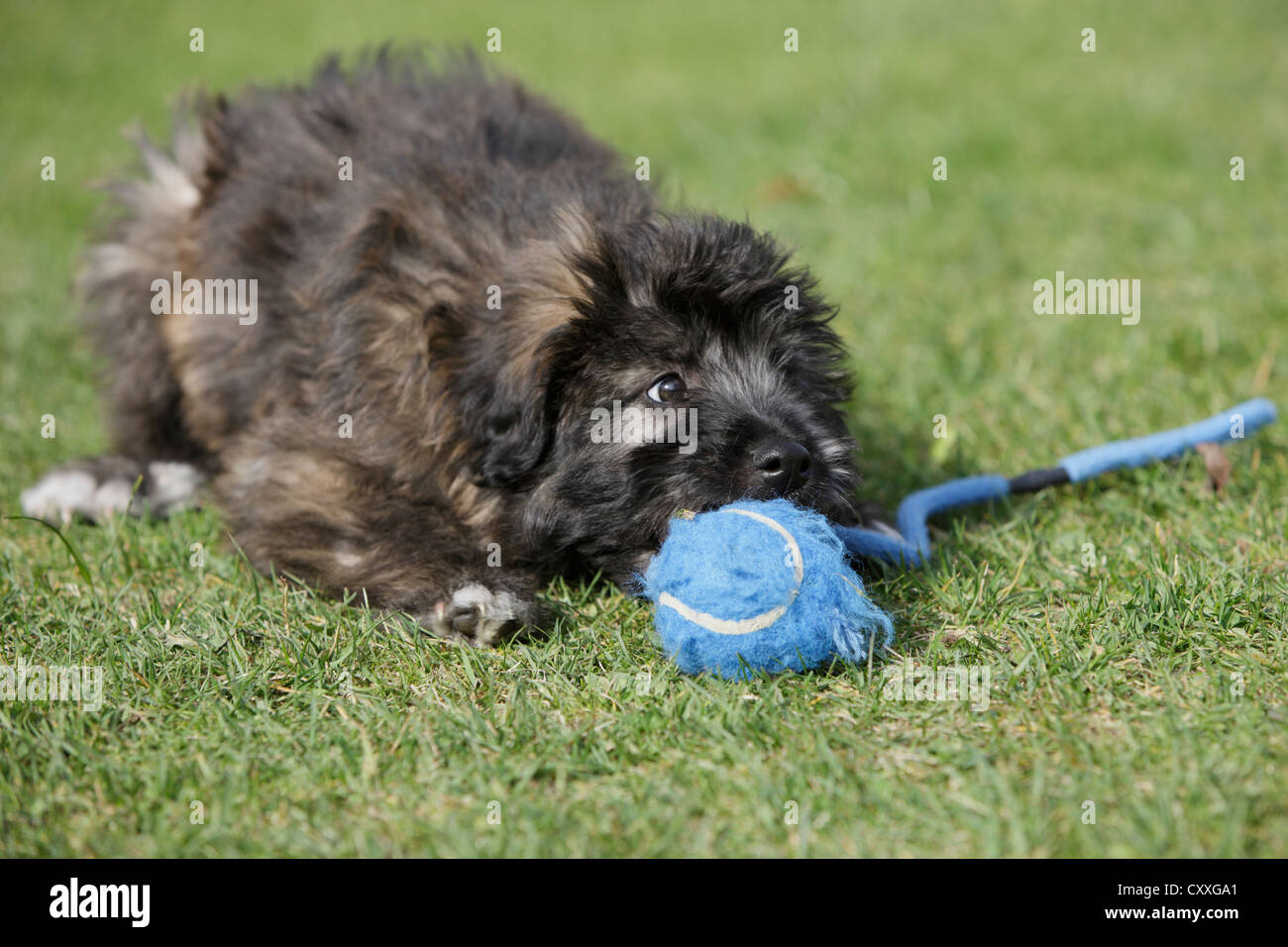 Pyrenäen-Schäferhund, Welpe spielt mit einem Ball, nördlichen Tirol, Österreich, Europa Stockfoto