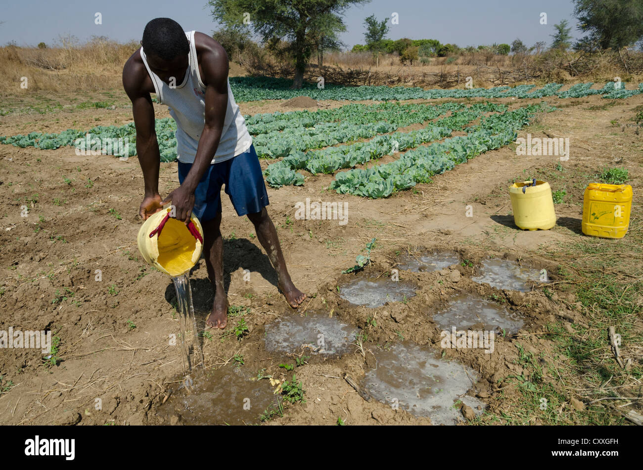 Kleinbäuerliche Landwirt seinen Eimer mit Gemüsegarten bewässern. Monze Bereich. Sambia. Stockfoto