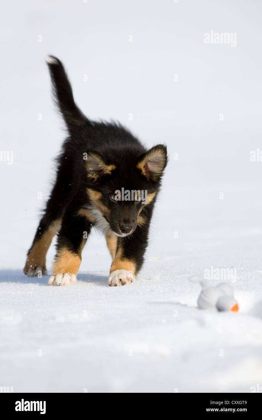 Australian Shepherd Welpen, Tricolor, laufen im Schnee mit Spielzeug, Nord-Tirol, Österreich, Europa Stockfoto