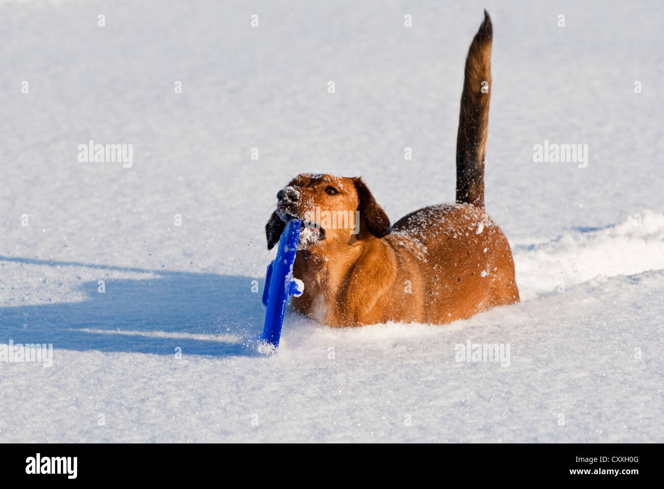 Mischlingshund spielen mit einer Frisbee im Schnee, Nord-Tirol, Österreich, Europa Stockfoto