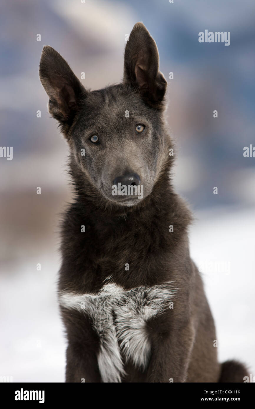 Alpine Shepherd, Porträt im Schnee, Nord-Tirol, Österreich, Europa Stockfoto