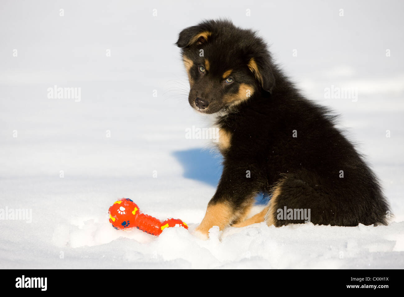 Australian Shepherd Welpen, Tricolor, sitzen im Schnee mit Spielzeug, Nord-Tirol, Österreich, Europa Stockfoto