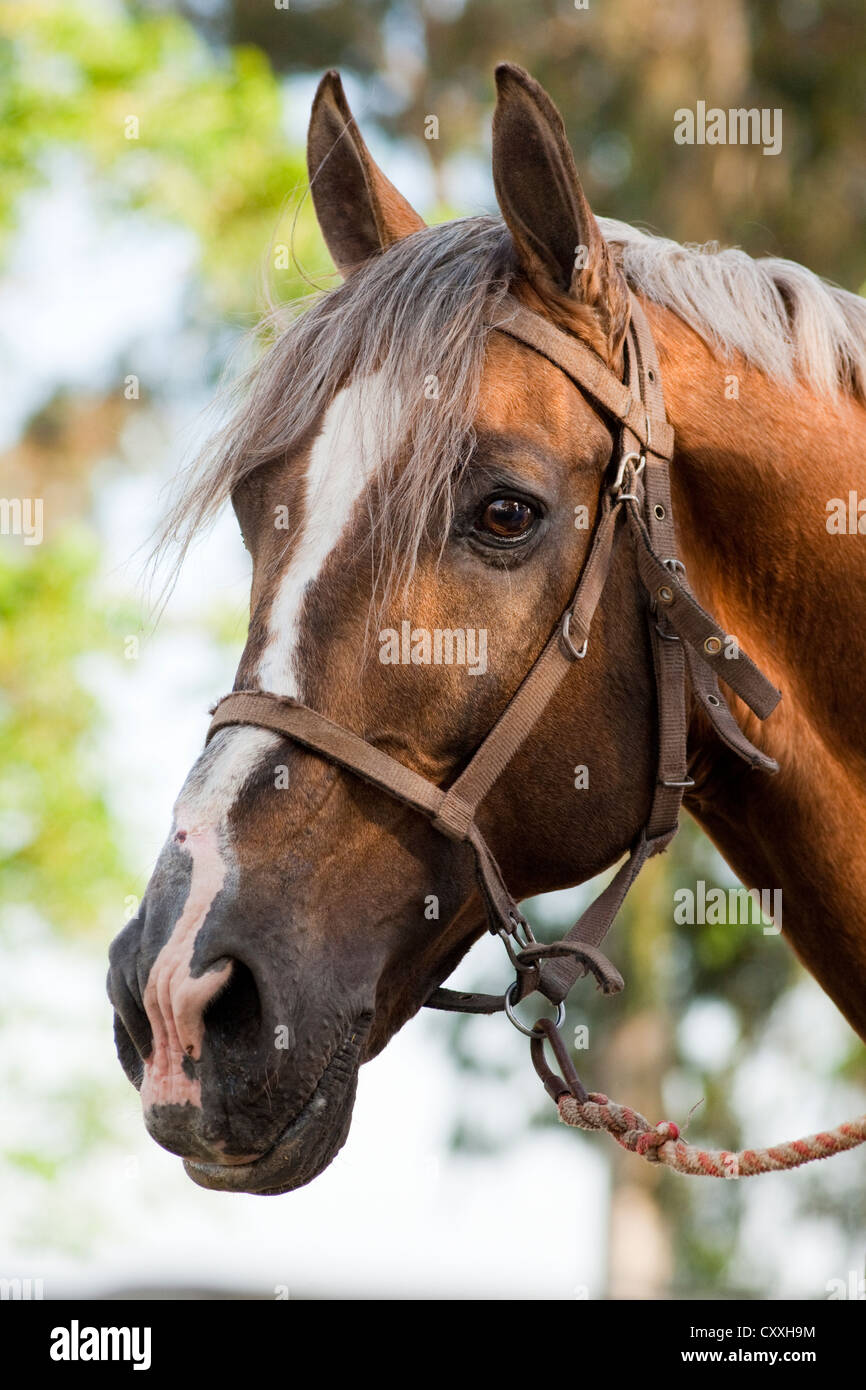 Andalusische Pferd, Porträt, El Rocio, Almonte, Huelva Provinz, Andalusien, Spanien, Europa Stockfoto
