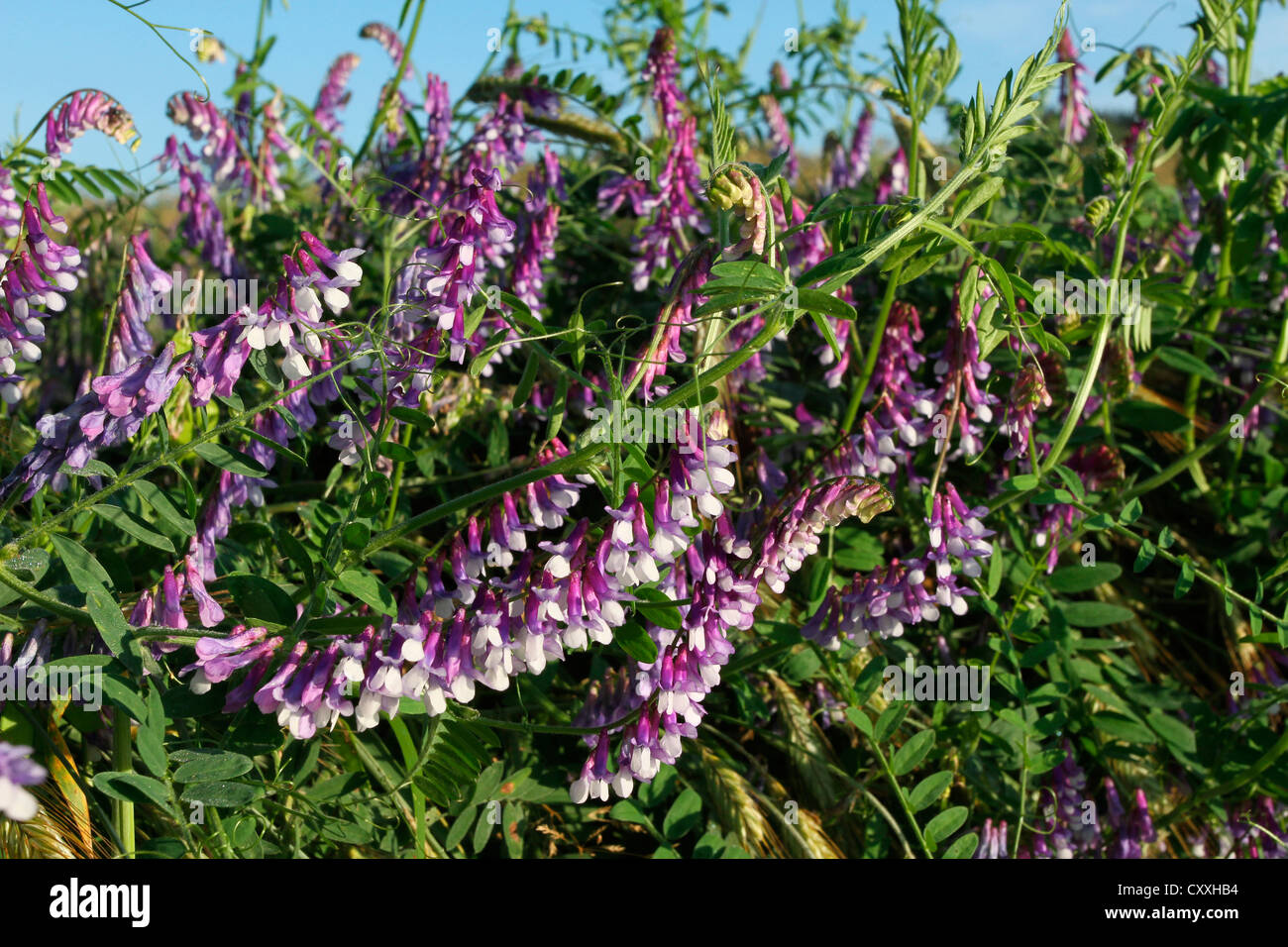 Vogel-Wicke (Vicia Cracca), Allgäu, Bayern Stockfoto