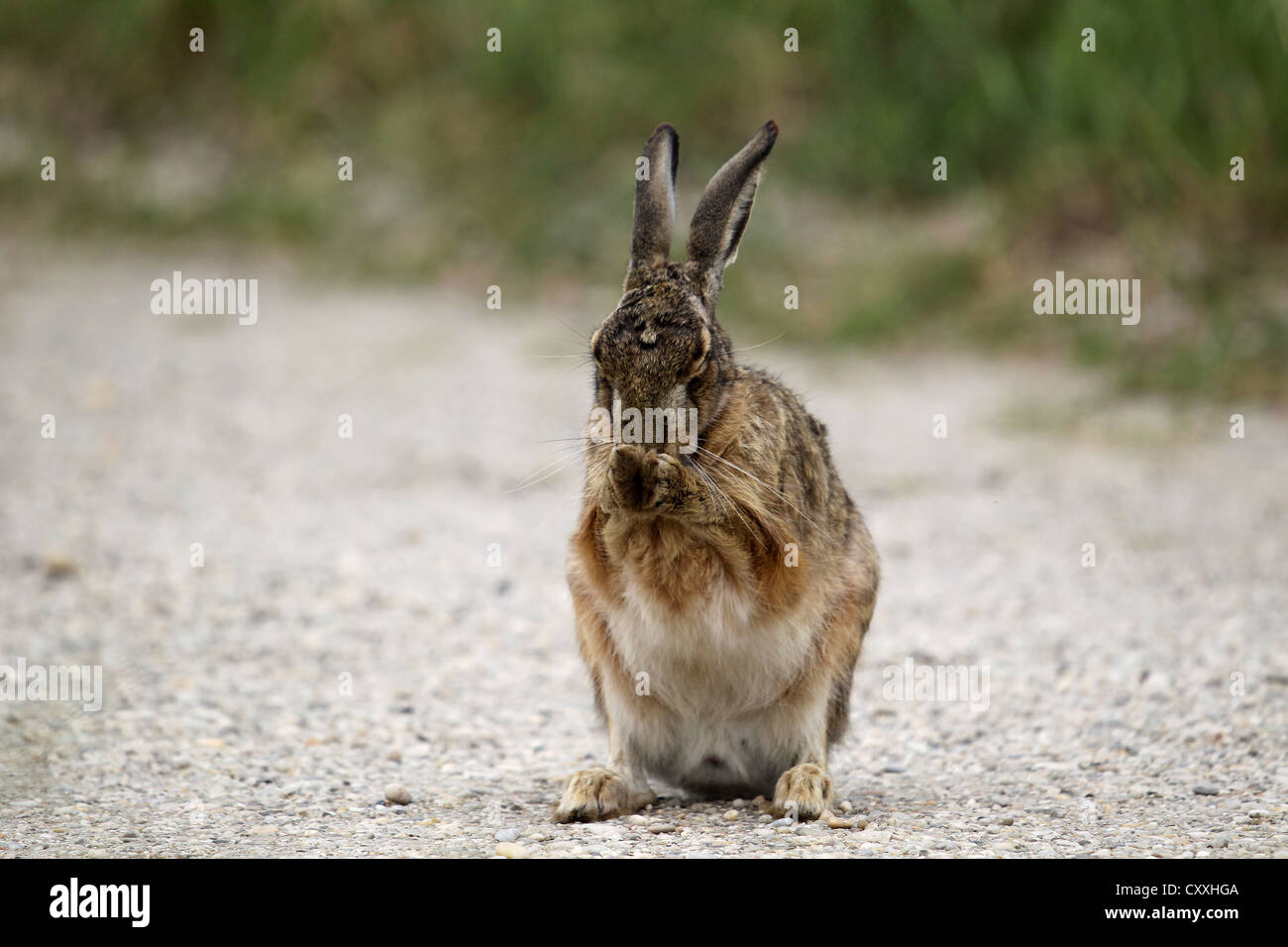 Hase (Lepus Europaeus), Pflege, Burgenland, Austria, Europe Stockfoto