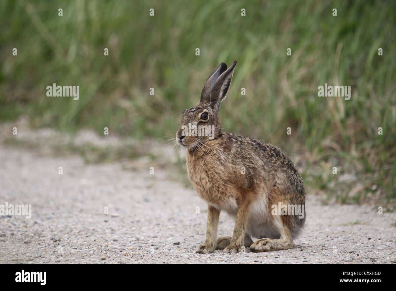 Hase (Lepus Europaeus), Burgenland, Österreich, Europa Stockfoto