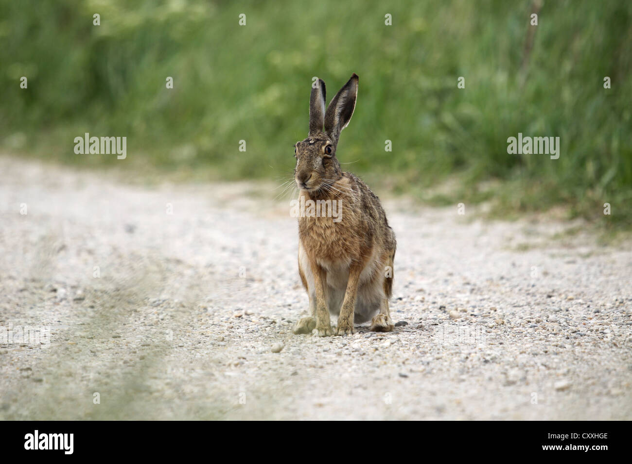 Hase (Lepus Europaeus), Burgenland, Österreich, Europa Stockfoto