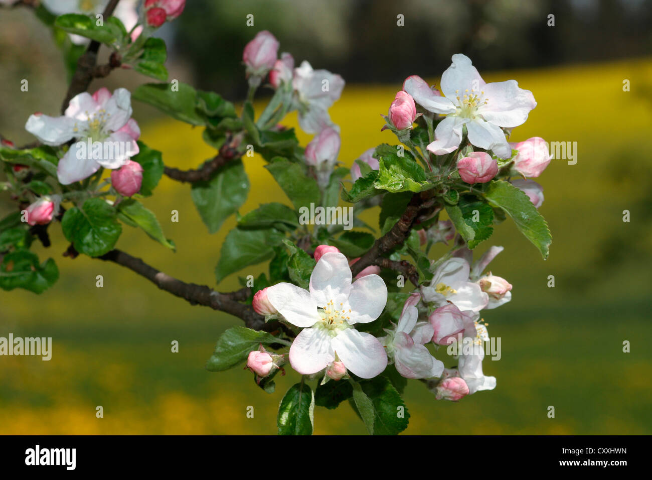 Apfelblüten, Apfelbaum (Malus Domestica), Mostviertel, muss Viertel, Niederösterreich, Österreich Stockfoto